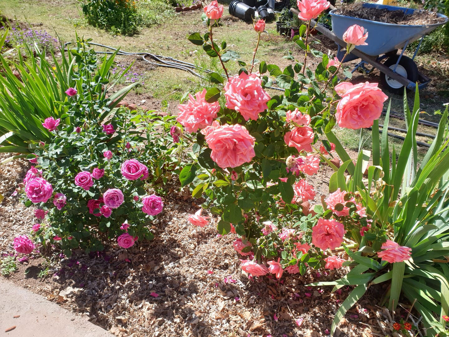 Jardin